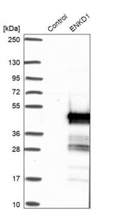 Anti-ENKD1 antibody produced in rabbit 