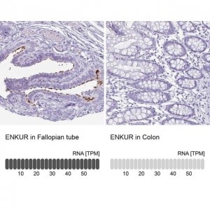 Anti-ENKUR antibody produced in rabbit 