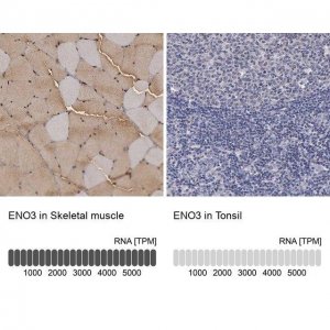 Anti-ENO3 antibody produced in rabbit 
