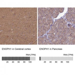 Anti-ENOPH1 antibody produced in rabbit 