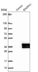 Anti-ENOPH1 antibody produced in rabbit 