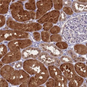 Anti-ENOSF1 antibody produced in rabbit HPA047829-100UL