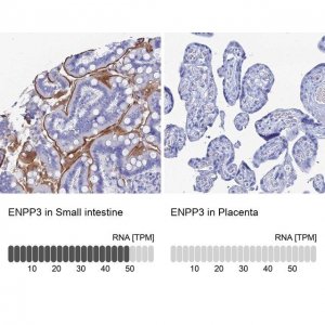 Anti-ENPP3 antibody produced in rabbit 