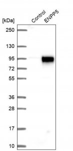 Anti-ENPP5 antibody produced in rabbit 