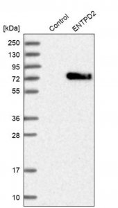 Anti-ENTPD2 antibody produced in rabbit 