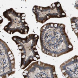 Anti-ENTPD2 antibody produced in rabbit 