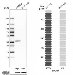 Anti-EPCAM antibody produced in rabbit 