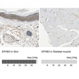 Anti-EPHB3 antibody produced in rabbit 