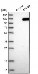 Anti-EPHB3 antibody produced in rabbit 