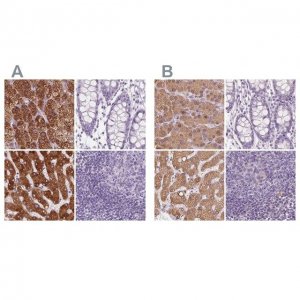 Anti-EPHX1 antibody produced in rabbit 