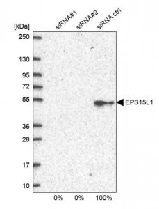 Anti-EPS15L1 antibody produced in rabbit 
