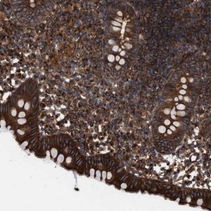 Anti-EPS15L1 antibody produced in rabbit 