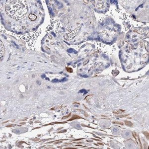 Anti-EPYC antibody produced in rabbit 