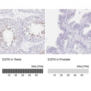 Anti-EQTN antibody produced in rabbit HPA015504-100UL