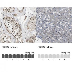 Anti-ERBB4 antibody produced in rabbit 