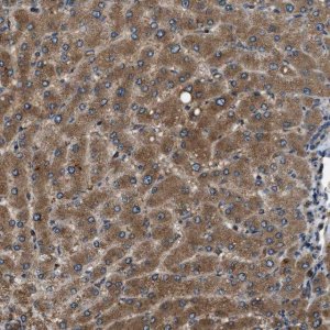 Anti-ERGIC1 antibody produced in rabbit HPA018666-100UL