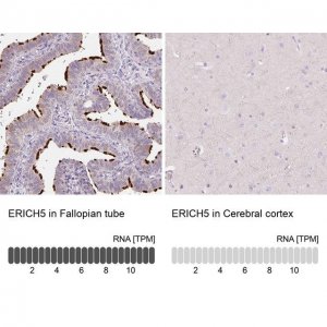 Anti-ERICH5 antibody produced in rabbit 