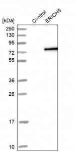 Anti-ERICH5 antibody produced in rabbit 