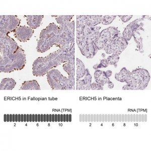 Anti-ERICH5 antibody produced in rabbit HPA027233-100UL