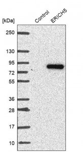 Anti-ERICH5 antibody produced in rabbit HPA027233-100UL
