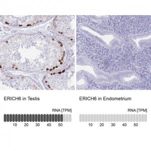 Anti-ERICH6 antibody produced in rabbit 