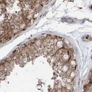 Anti-ERLEC1 antibody produced in rabbit HPA031502-100UL