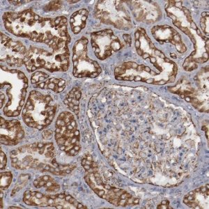 Anti-ERLIN2 antibody produced in rabbit 