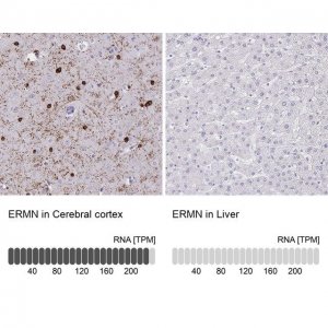 Anti-ERMN antibody produced in rabbit 