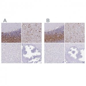 Anti-ERMN antibody produced in rabbit 