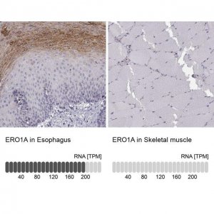 Anti-ERO1A antibody produced in rabbit 