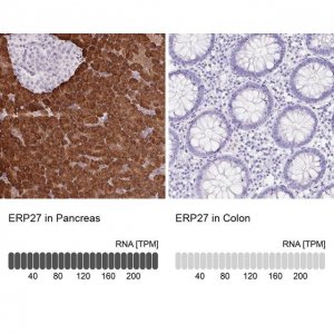 Anti-ERP27 antibody produced in rabbit 