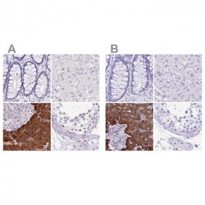 Anti-ERP27 antibody produced in rabbit 