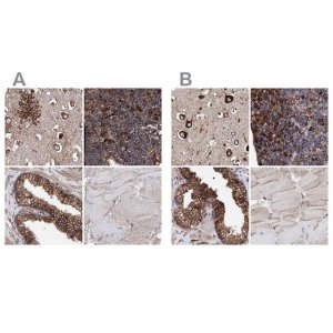 Anti-ERP29 antibody produced in rabbit 