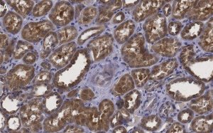 Anti-Erythropoietin Antibody, clone 6E5, ZooMAb Rabbit Monoclonal 