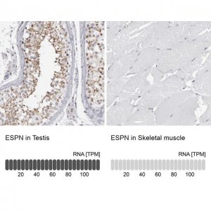 Anti-ESPN antibody produced in rabbit 