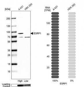 Anti-ESRP1 antibody produced in rabbit 