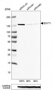 Anti-ESYT1 antibody produced in rabbit HPA016858-100UL