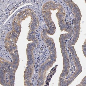 Anti-ESYT2 antibody produced in rabbit 