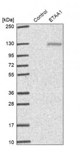 Anti-ETAA1 antibody produced in rabbit 