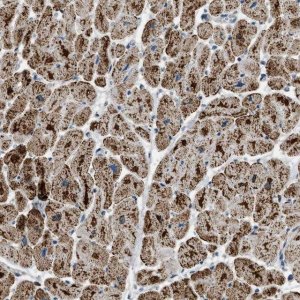 Anti-ETFB antibody produced in rabbit 