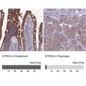 Anti-ETFDH antibody produced in rabbit 