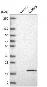 Anti-ETFRF1 antibody produced in rabbit 