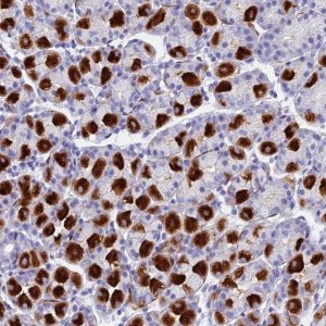 Anti-ETFRF1 antibody produced in rabbit 