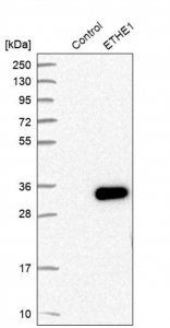 Anti-ETHE1 antibody produced in rabbit HPA028360-100UL