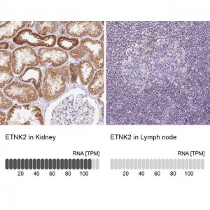 Anti-ETNK2 antibody produced in rabbit 