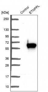 Anti-ETNPPL antibody produced in rabbit 