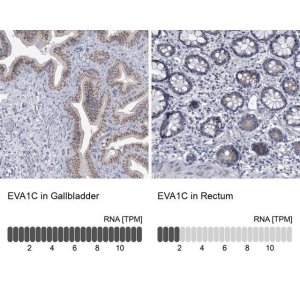 Anti-EVA1C antibody produced in rabbit 