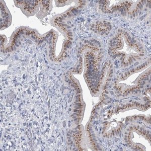 Anti-EVA1C antibody produced in rabbit 