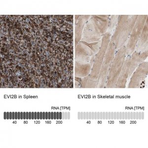 Anti-EVI2B antibody produced in rabbit 