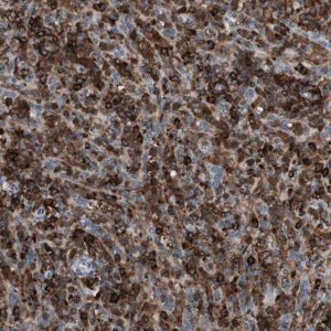 Anti-EVI2B antibody produced in rabbit 